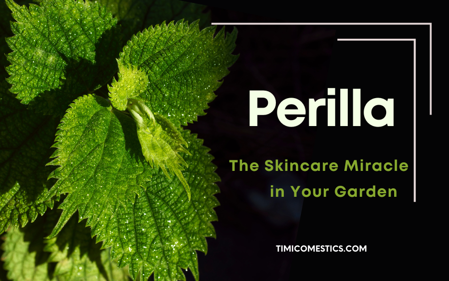 PERILLA LEAVES – THE SKINCARE WONDER GROWING IN YOUR GARDEN PERILLA LEAVES – THE SKINCARE WONDER GROWING IN YOUR GARDEN